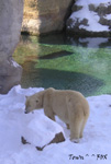 Eisbren (Polar Bears)