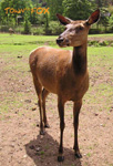 Hirsche (Deers)