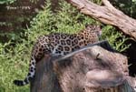 Jaguare (Jaguars)