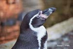 Pinguine (Penguins)