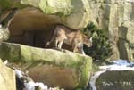 Pumas (Cougars)