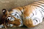 Tiger (Tigers)